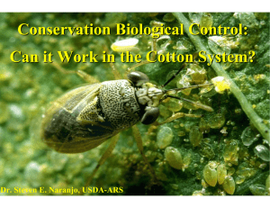 Conservation Biological Control: Can it Work in the Cotton System?