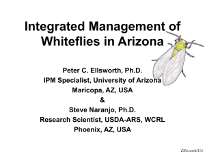 Integrated Management of Whiteflies in Arizona