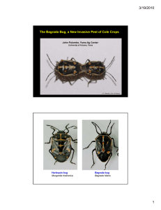 3/19/2010 1 The Bagrada Bug, a New Invasive Pest of Cole Crops