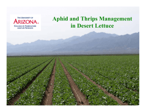 Aphid and Thrips Management in Desert Lettuce