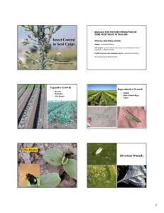 Insect Control in Seed Crops 1 Silverleaf Whitefly