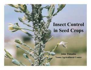 Insect Control in Seed Crops John  Palumbo Yuma Agricultural Center