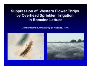 Suppression of  Western Flower Thrips by Overhead Sprinkler  Irrigation
