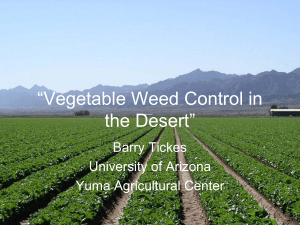“Vegetable Weed Control in the Desert” Barry Tickes University of Arizona