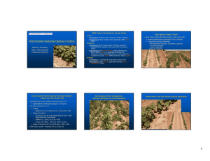 2004 Cotton Herbicides by Target Weed