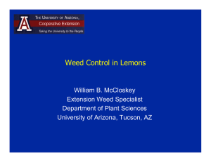 Weed Control in Lemons