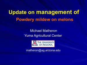 management of Update on Powdery mildew on melons Michael Matheron