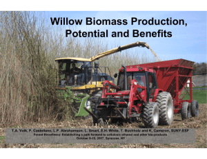 Willow Biomass Production, Potential and Benefits