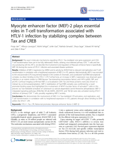 Myocyte enhancer factor (MEF)-2 plays essential