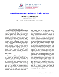 Insect Management on Desert Produce Crops Western Flower Thrips