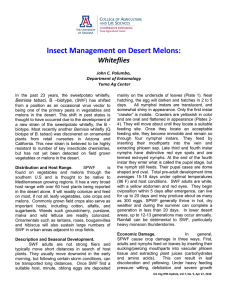 Insect Management on Desert Melons: Whiteflies John C. Palumbo,