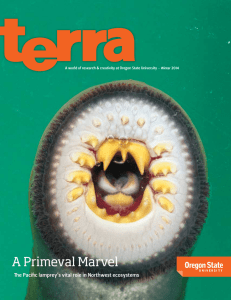 A Primeval Marvel The Pacific lamprey’s vital role in Northwest ecosystems 2014