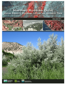 Mapping Russian Olive Using Remote Sensing to map an Invasive Tree