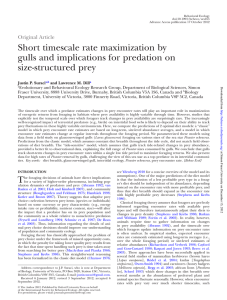 Short timescale rate maximization by gulls and implications for predation on size-structured prey