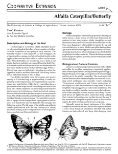 C E Alfalfa Caterpillar/Butterfly OOPERATIVE