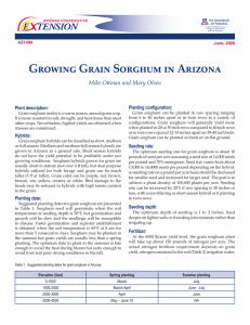 Growing Grain Sorghum in Arizona E    TENSION Planting configuration: