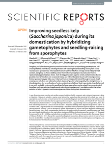 Improving seedless kelp Saccharina japonica domestication by hybridizing gametophytes and seedling-raising