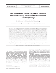 Mechanical and neural responses from the Gaussia princeps