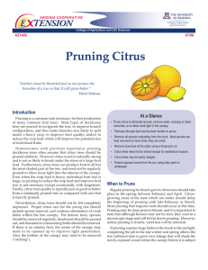 Pruning Citrus E    TENSION Introduction At a Glance