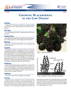 Growing Blackberries in the Low Desert E    TENSION Varieties