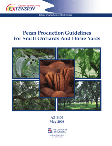 Pecan Production Guidelines For Small Orchards And Home Yards AZ 1400