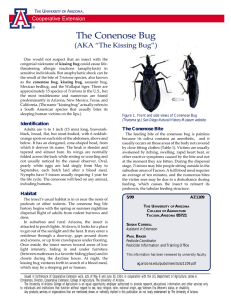 The Conenose Bug (AKA “The Kissing Bug”) Cooperative Extension