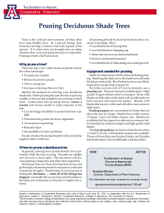 Pruning Deciduous Shade Trees Cooperative Extension