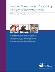 Breeding Strategies for Maintaining Colonies of Laboratory Mice