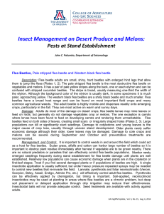 Insect Management on Desert Produce and Melons: Pests at Stand Establishment