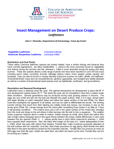 Insect Management on Desert Produce Crops: Leafminers