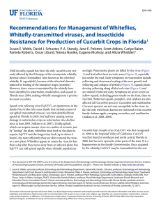 Recommendations for Management of Whiteflies, Whitefly-transmitted viruses, and Insecticide