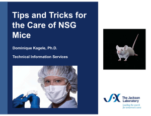Tips and Tricks for the Care of NSG Mice Dominique Kagele, Ph.D.