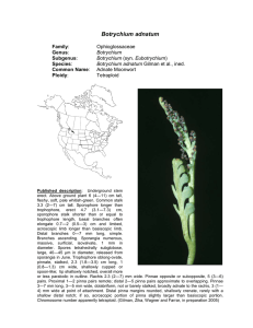 Botrychium adnatum  Family Genus