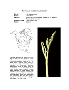 Botrychium Ophioglossaceae nov. ined.