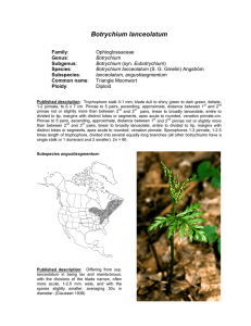 Botrychium lanceolatum  Moonwort Family