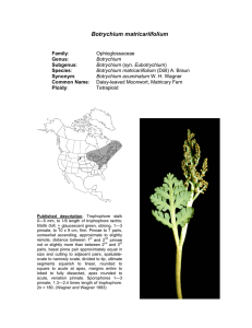 Botrychium matricariifolium  Family Genus