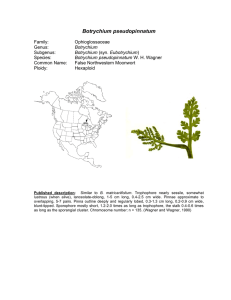 Botrychium pseudopinnatum