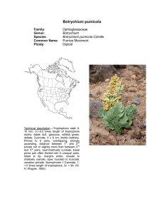 Botrychium pumicola  Ophioglossaceae Pumice Moonwort