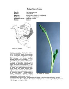 Botrychium simplex  Ophioglossaceae Least Moonwort