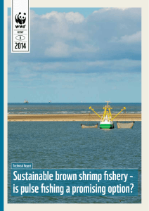 Sustainable brown shrimp fishery - is pulse fishing a promising option? 2014