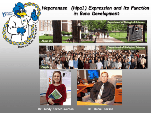 Heparanase  (Hpa1) Expression and its Function in Bone Development