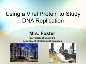 Using a Viral Protein to Study DNA Replication Mrs. Foster University of Delaware