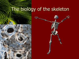 The biology of the skeleton