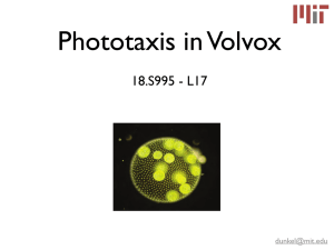 PNAS Phototaxis in Volvox In This Issue