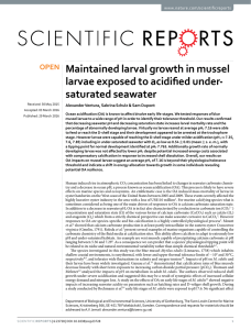 Maintained larval growth in mussel larvae exposed to acidified under- saturated seawater www.nature.com/scientificreports