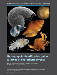 Photographic identification guide to larvae at hydrothermal vents