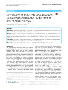 New records of snipe eels (Anguilliformes: lower Central America