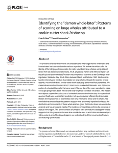 “demon whale-biter”: Patterns Identifying the Isistius sp