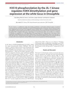 H3S10 phosphorylation by the JIL-1 kinase regulates H3K9 dimethylation and gene white