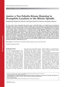Asator, a Tau-Tubulin Kinase Homolog in PATTERNS &amp; PHENOTYPES